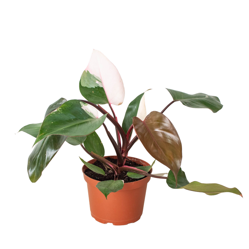 Philodendron 'Pink Princess'-3