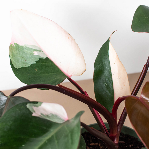 Philodendron 'Pink Princess'-4