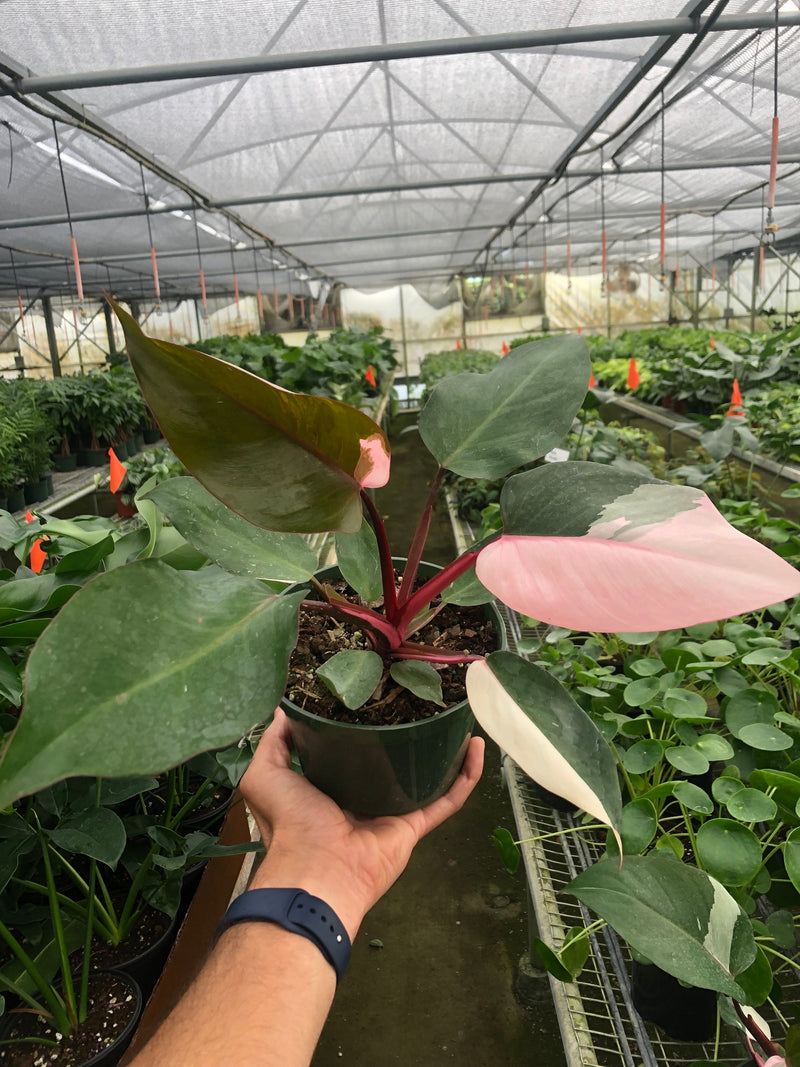 Philodendron 'Pink Princess'-0