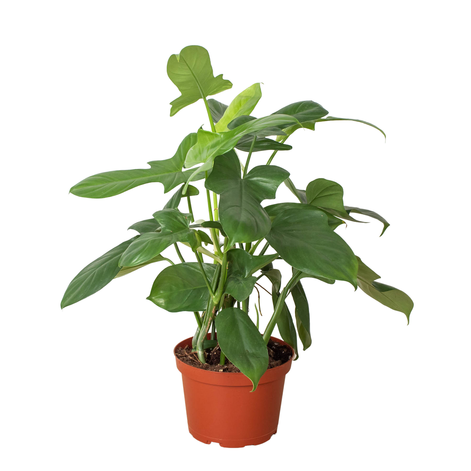 Philodendron 'Silver Sword'-2