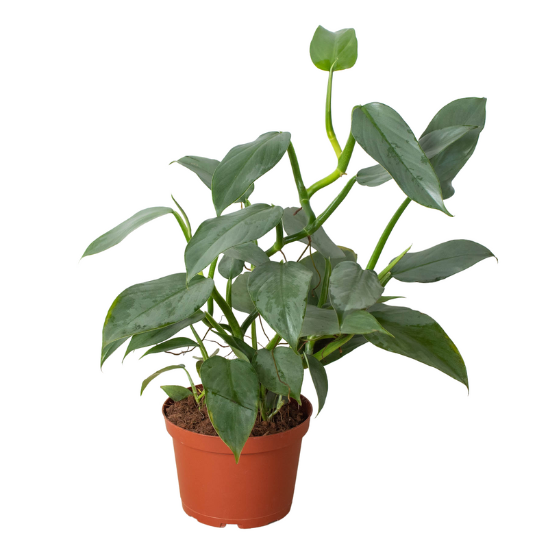 Philodendron 'Silver Sword'-3