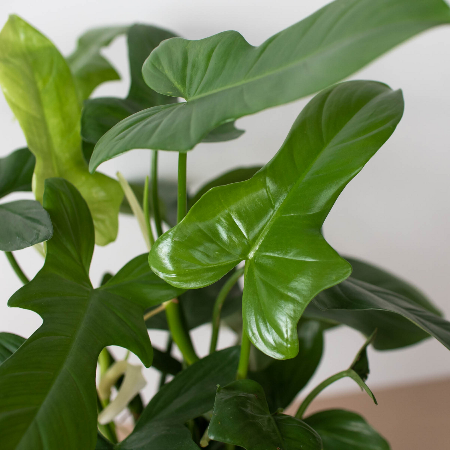 Philodendron 'Silver Sword'-5