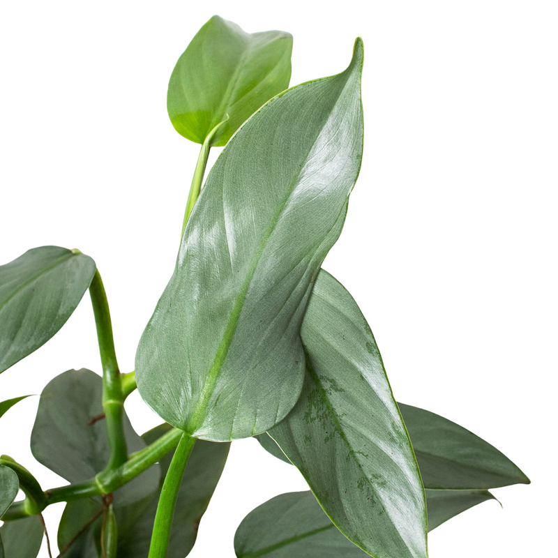 Philodendron 'Silver Sword'-7