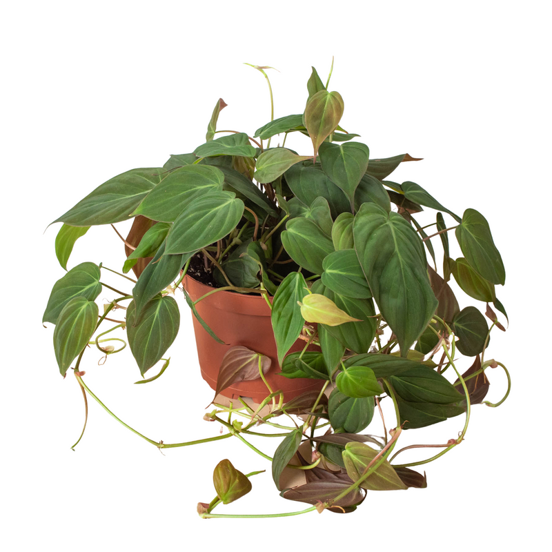 Philodendron 'Velvet'-4