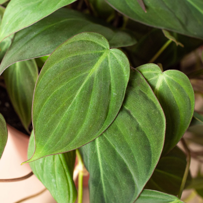 Philodendron 'Velvet'-5