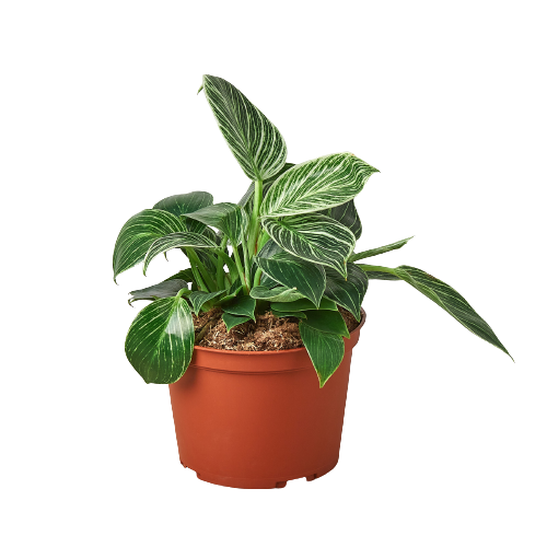 Philodendron 'Birkin'-2