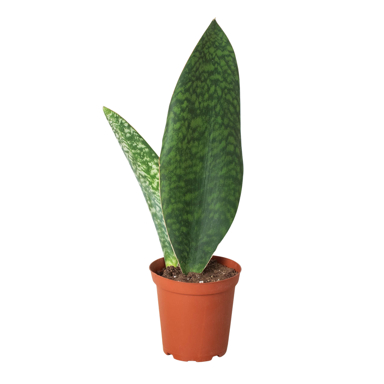 Shark Fin Snake Plant-0