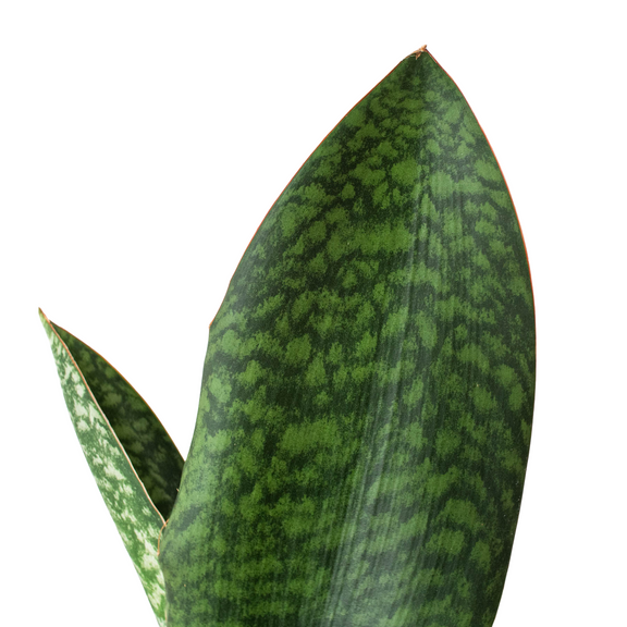 Shark Fin Snake Plant-1