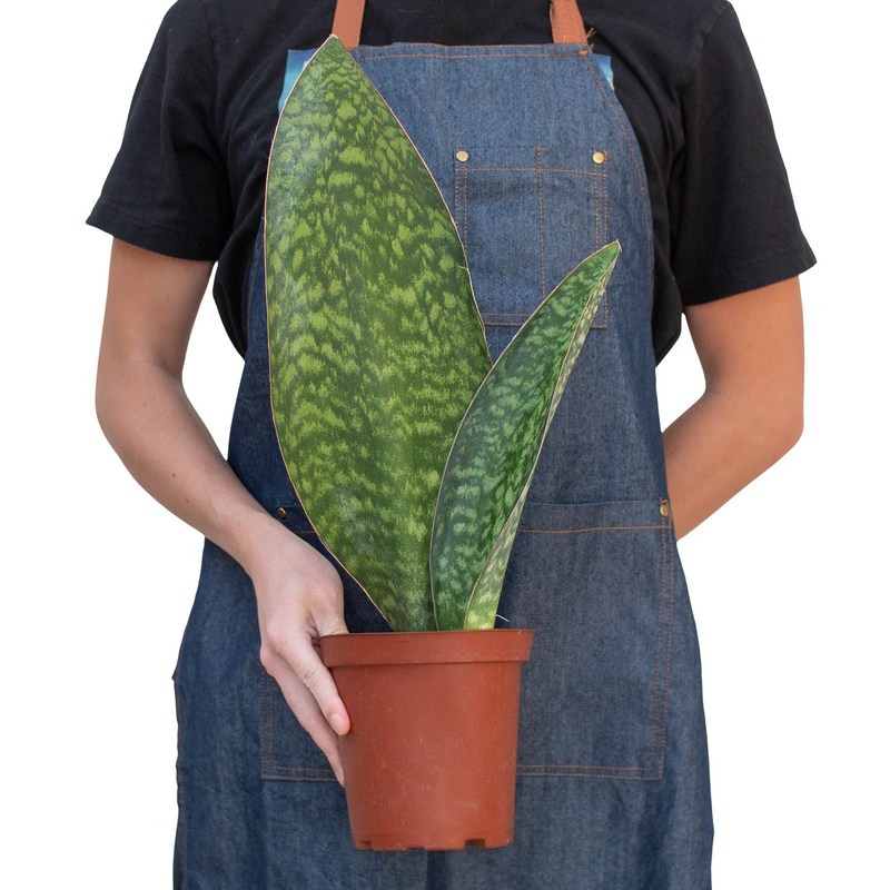 Shark Fin Snake Plant-2