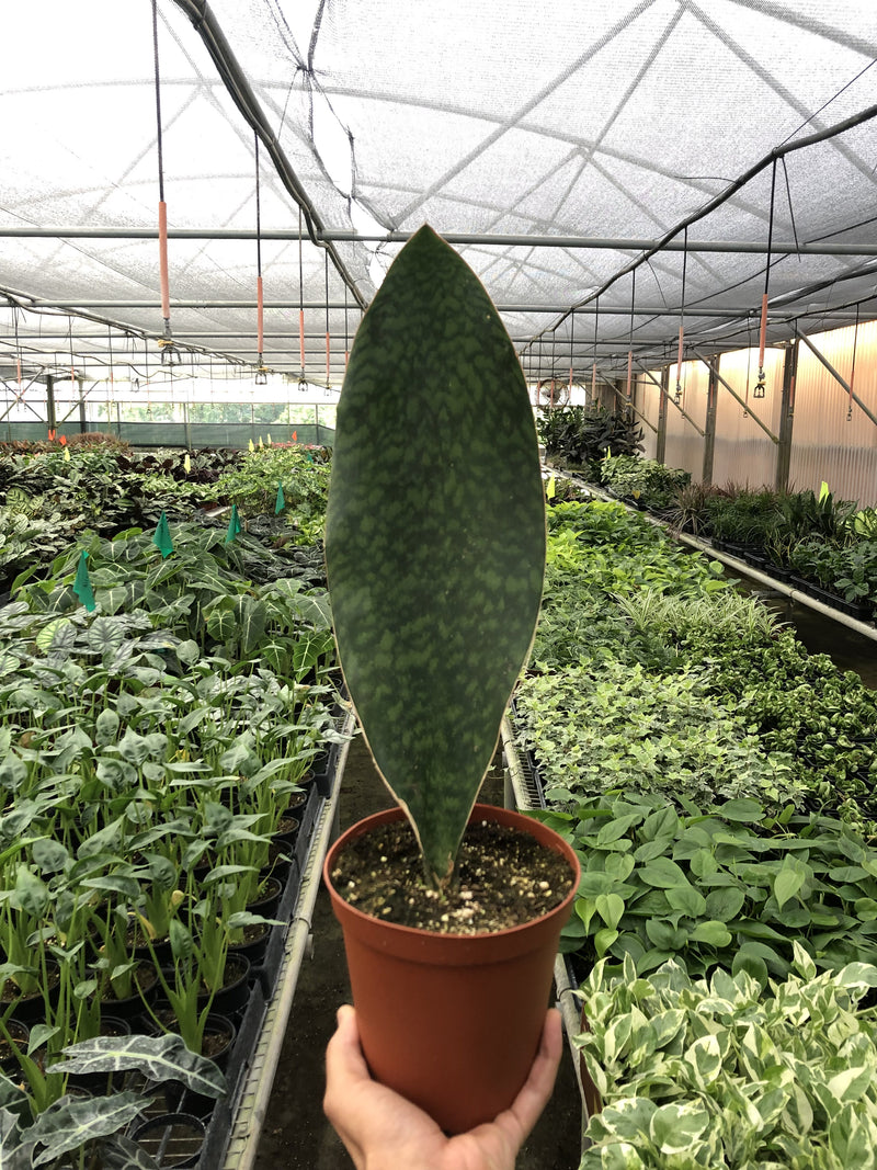 Shark Fin Snake Plant-3