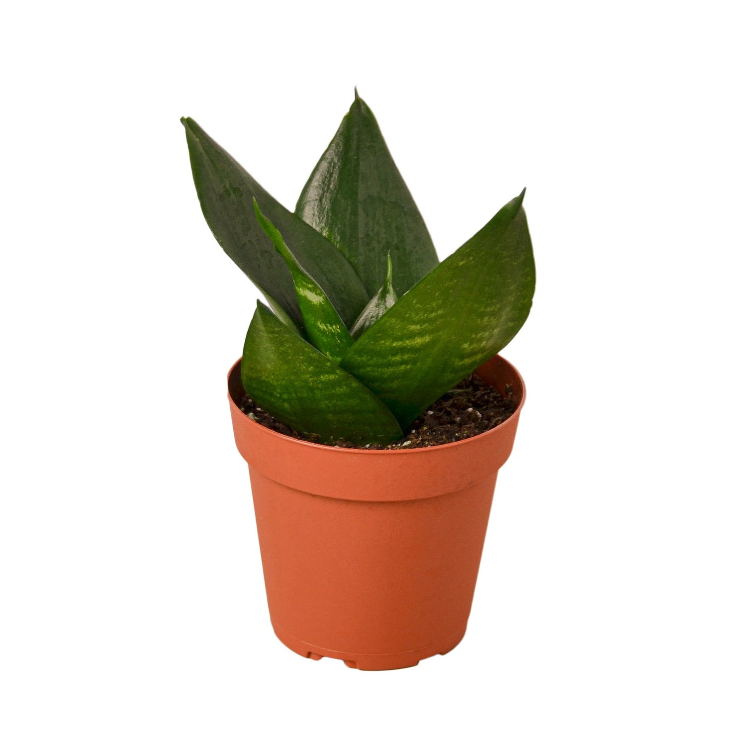 Snake Plant Jade-0