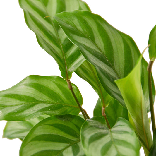 Calathea Concinna 'Freddie' - 4" Pot - NURSERY POT ONLY-1