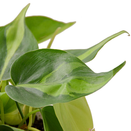 Philodendron 'Brasil'-1