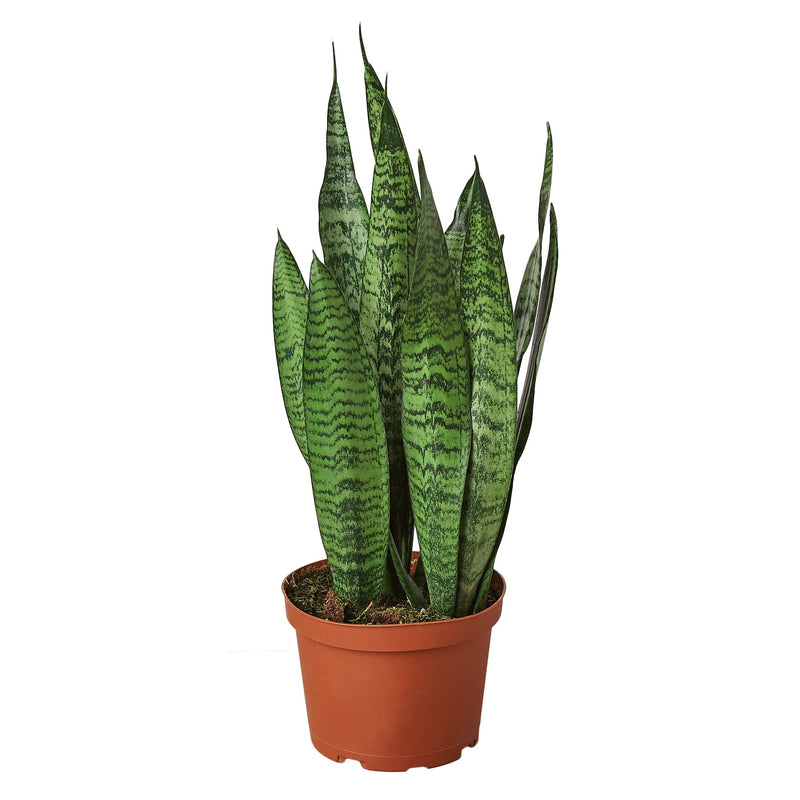 2 Snake (Sansevieria) Plant Variety Pack - 6" Pot-3