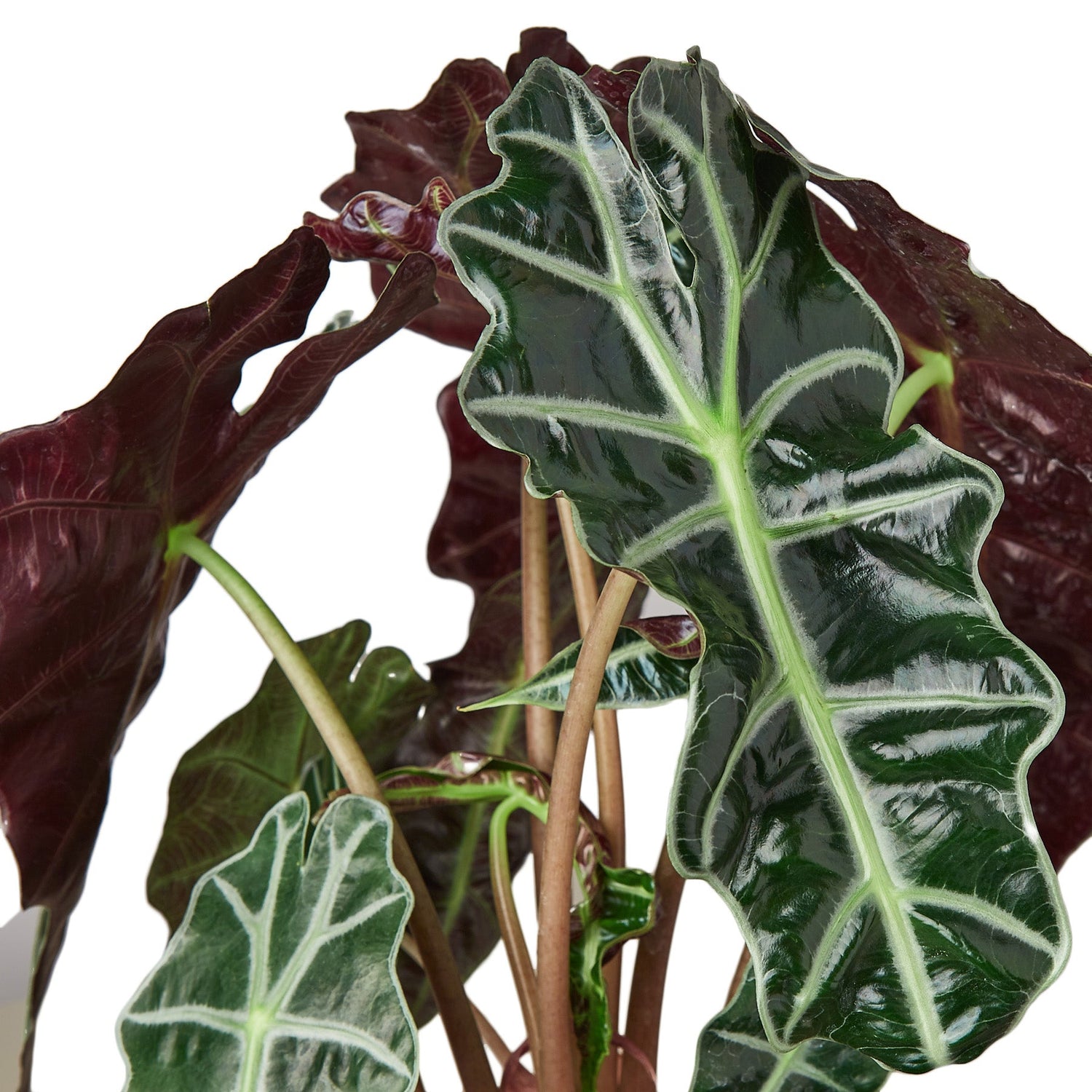 Alocasia Polly 'African Mask'-0