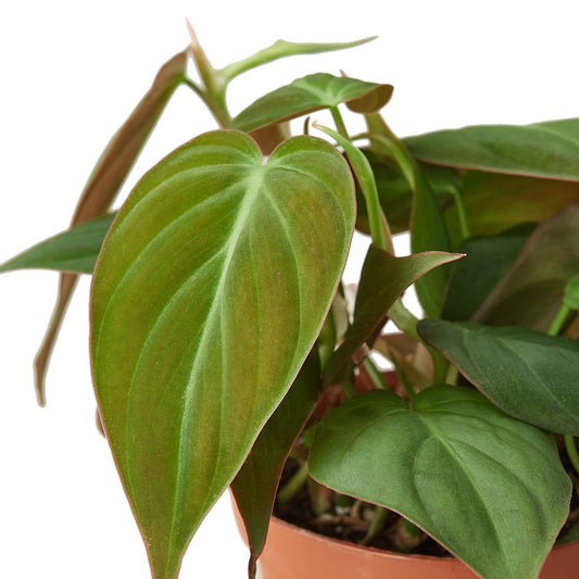 Philodendron 'Velvet'-1