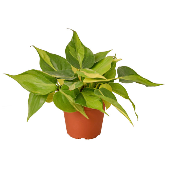 Philodendron 'Brasil'-0