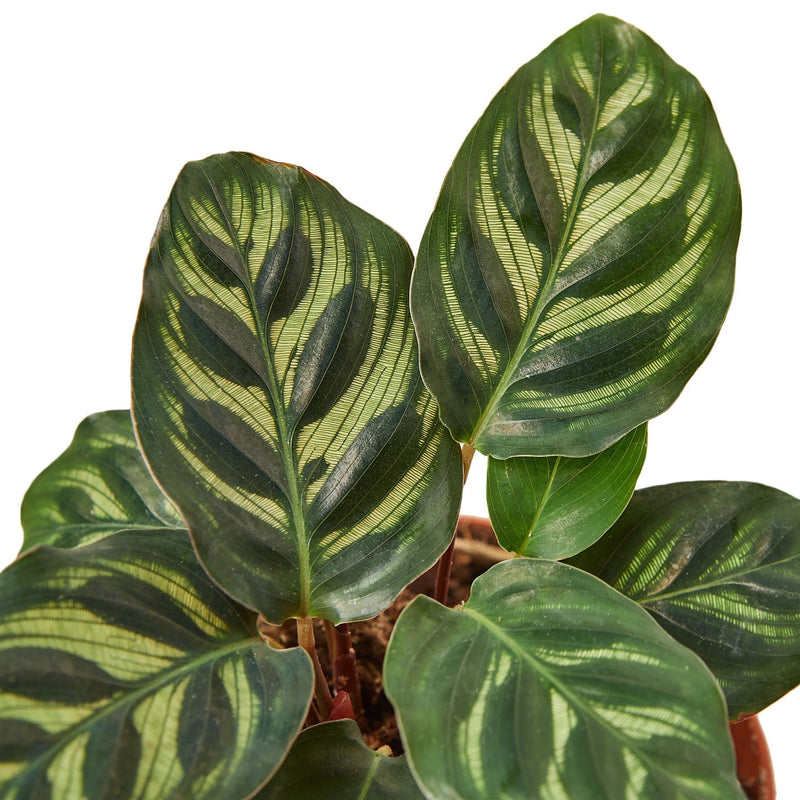 Calathea 'Makoyana' - 6" Pot - NURSERY POT ONLY-1