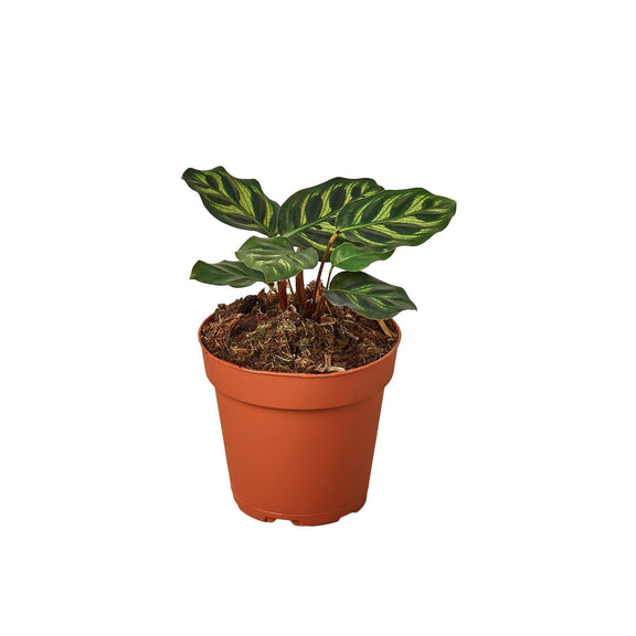 Calathea 'Makoyana' - 6" Pot - NURSERY POT ONLY-0