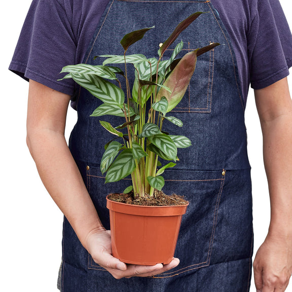 Calathea 'Grey Star' - 4" Pot - NURSERY POT ONLY-2