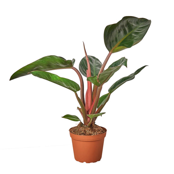 Philodendron 'Congo Rojo'-0