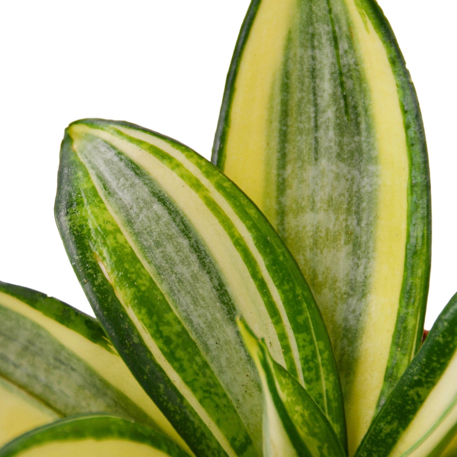 Snake Plant Gold Hahnii-1