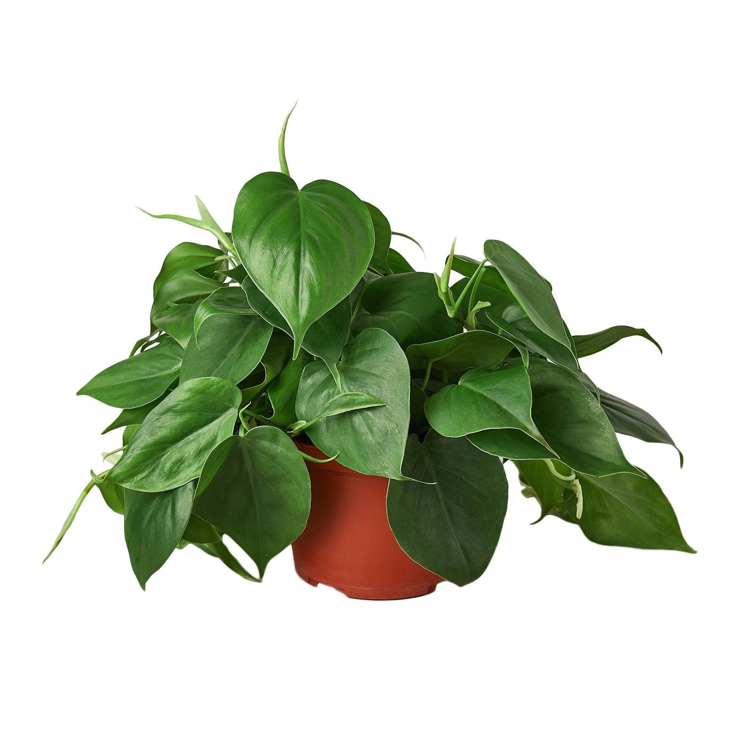 Philodendron Cordatum Heartleaf-3