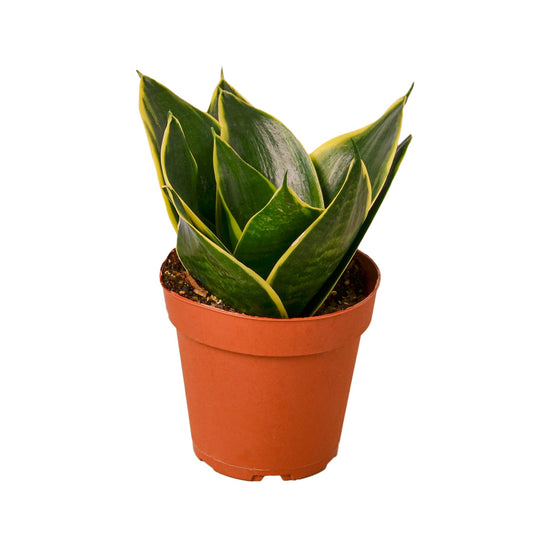 Snake Plant Emerald Star-0