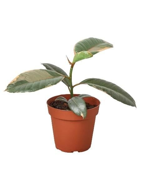 Ficus Elastica 'Ruby Pink' - 4" Pot - NURSERY POT ONLY-0