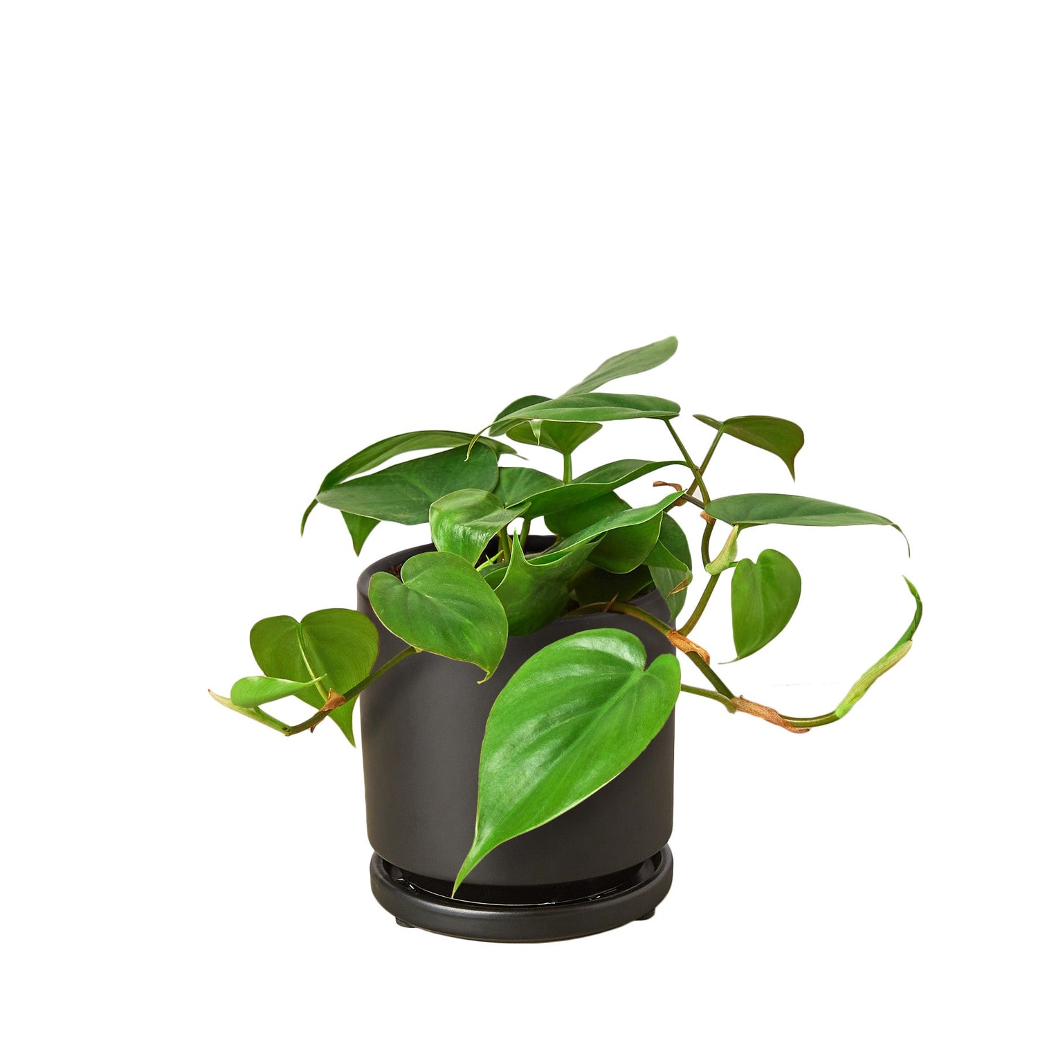 Philodendron Cordatum Heartleaf-5