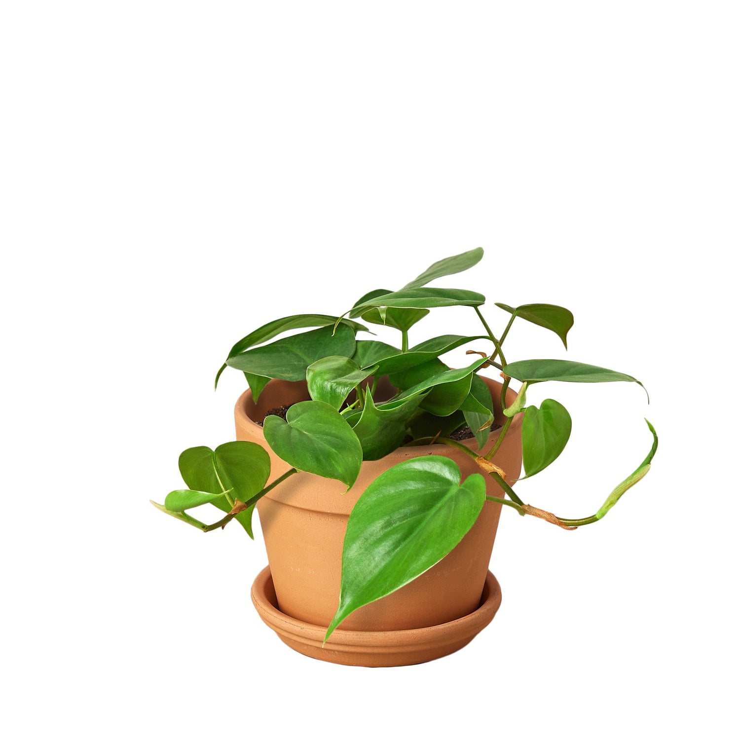 Philodendron Cordatum Heartleaf-6