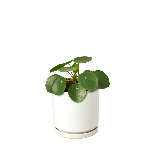 Pilea Peperomioides 'Chinese Money'-4