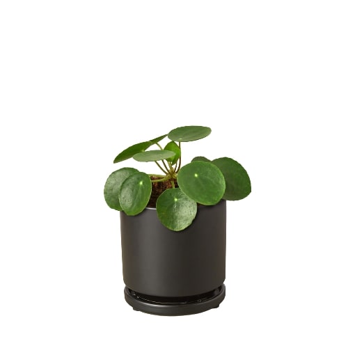 Pilea Peperomioides 'Chinese Money'-3