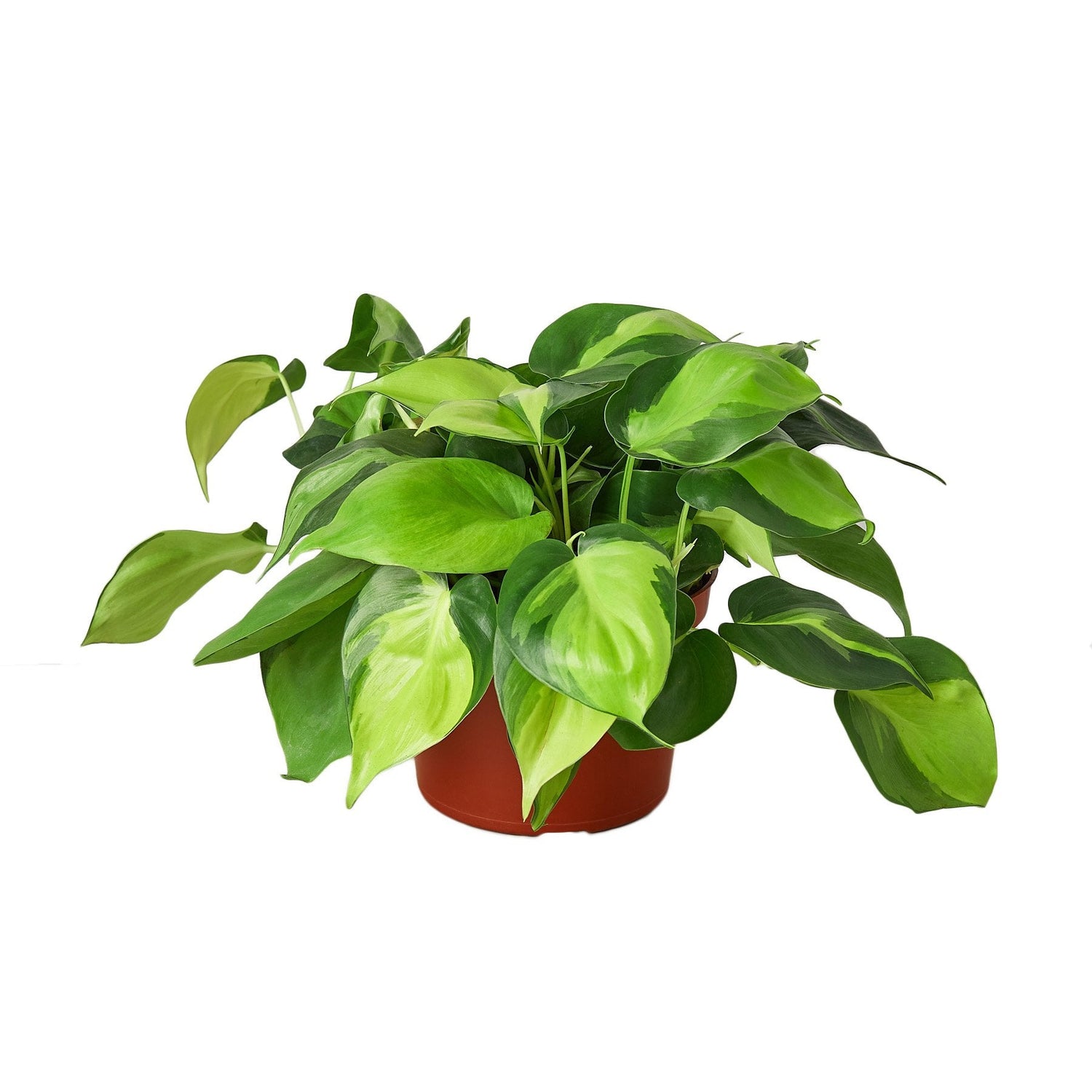 Philodendron 'Brasil'-2