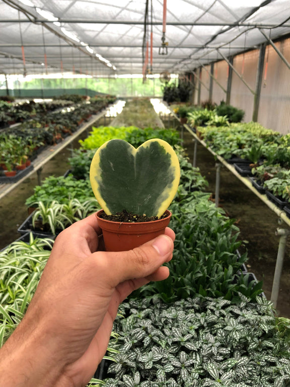 Hoya 'Sweetheart Variegated'-1