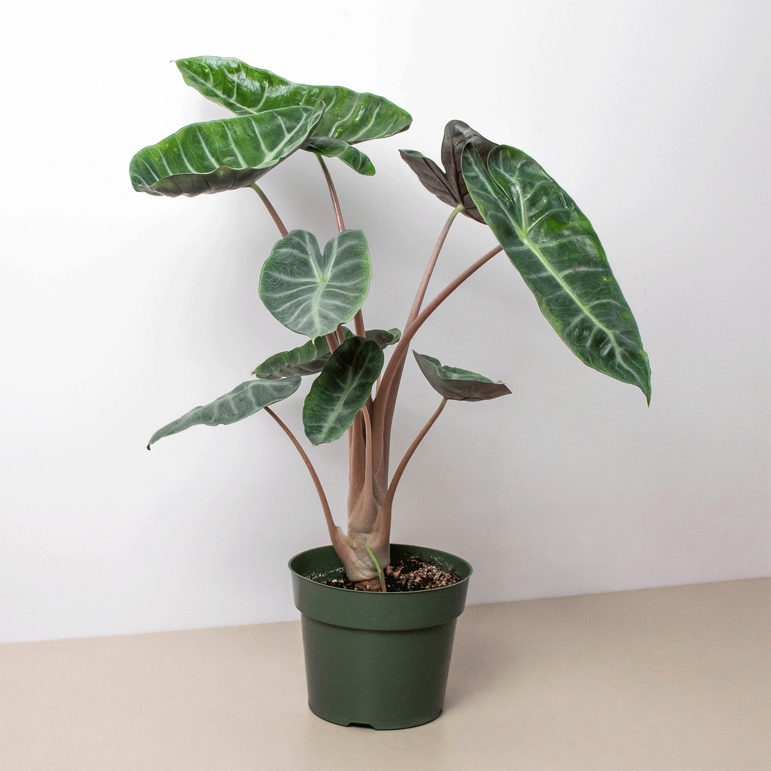 Alocasia Pink Dragon-0