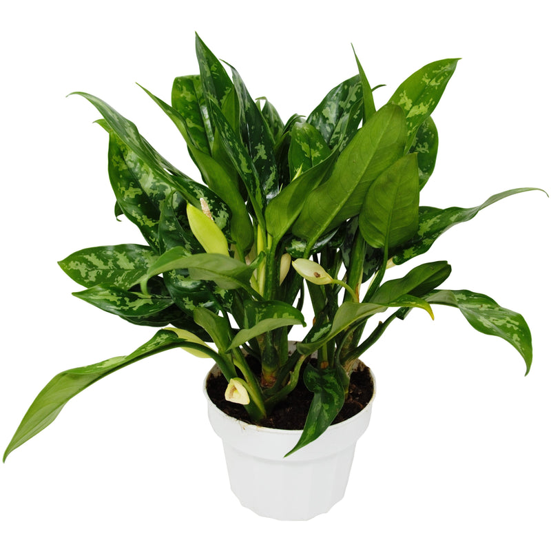 Chinese Evergreen 'Maria'-0