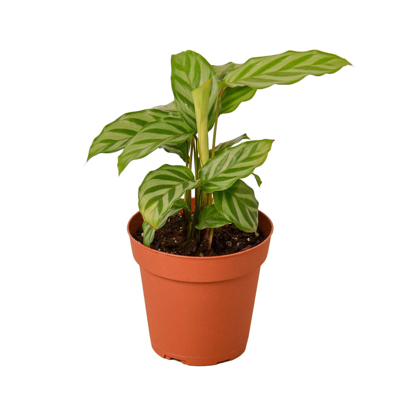 Calathea Concinna 'Freddie' - 4" Pot - NURSERY POT ONLY-0