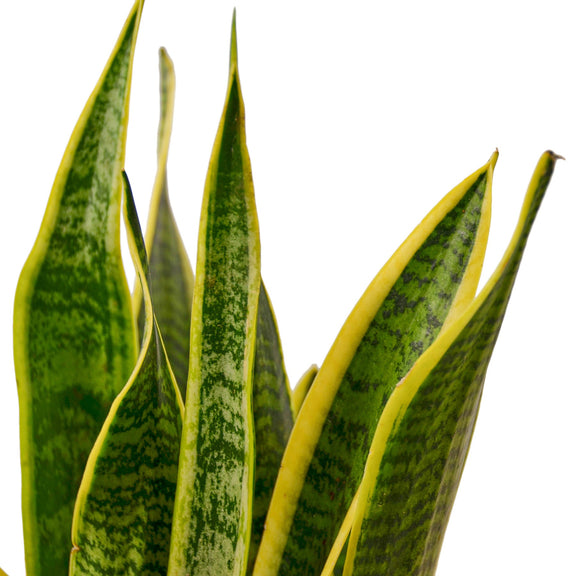 2 Snake (Sansevieria) Plant Variety Pack - 6" Pot-2