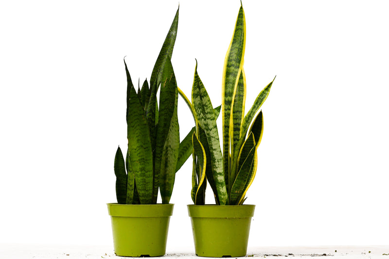 2 Snake (Sansevieria) Plant Variety Pack - 6" Pot-0