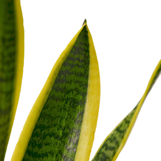 Snake Plant Laurentii-1