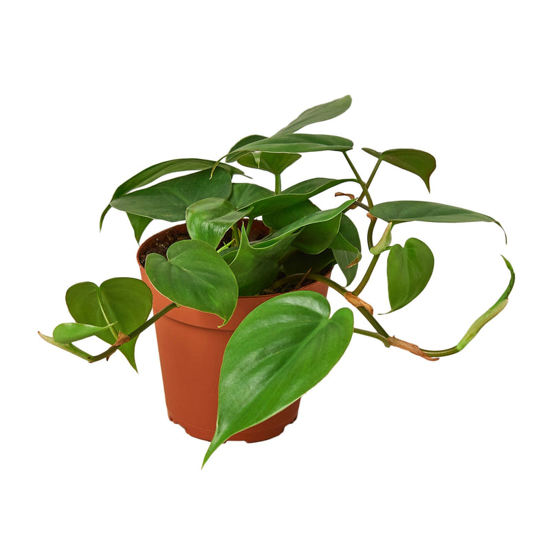 Philodendron Cordatum Heartleaf-0