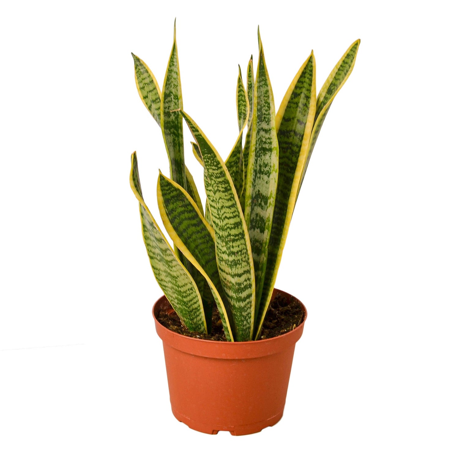 2 Snake (Sansevieria) Plant Variety Pack - 6" Pot-1