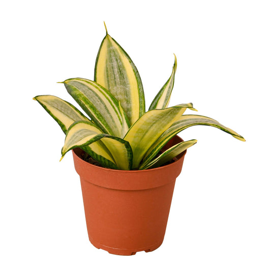 Snake Plant Gold Hahnii-0