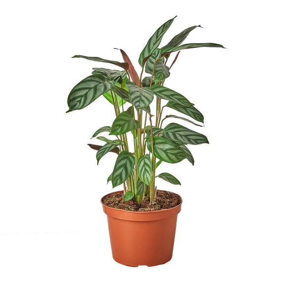 Calathea 'Grey Star' - 4" Pot - NURSERY POT ONLY-0