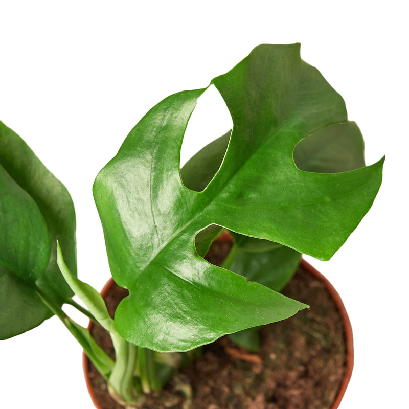 Philodendron Mini Monstera Minima-1