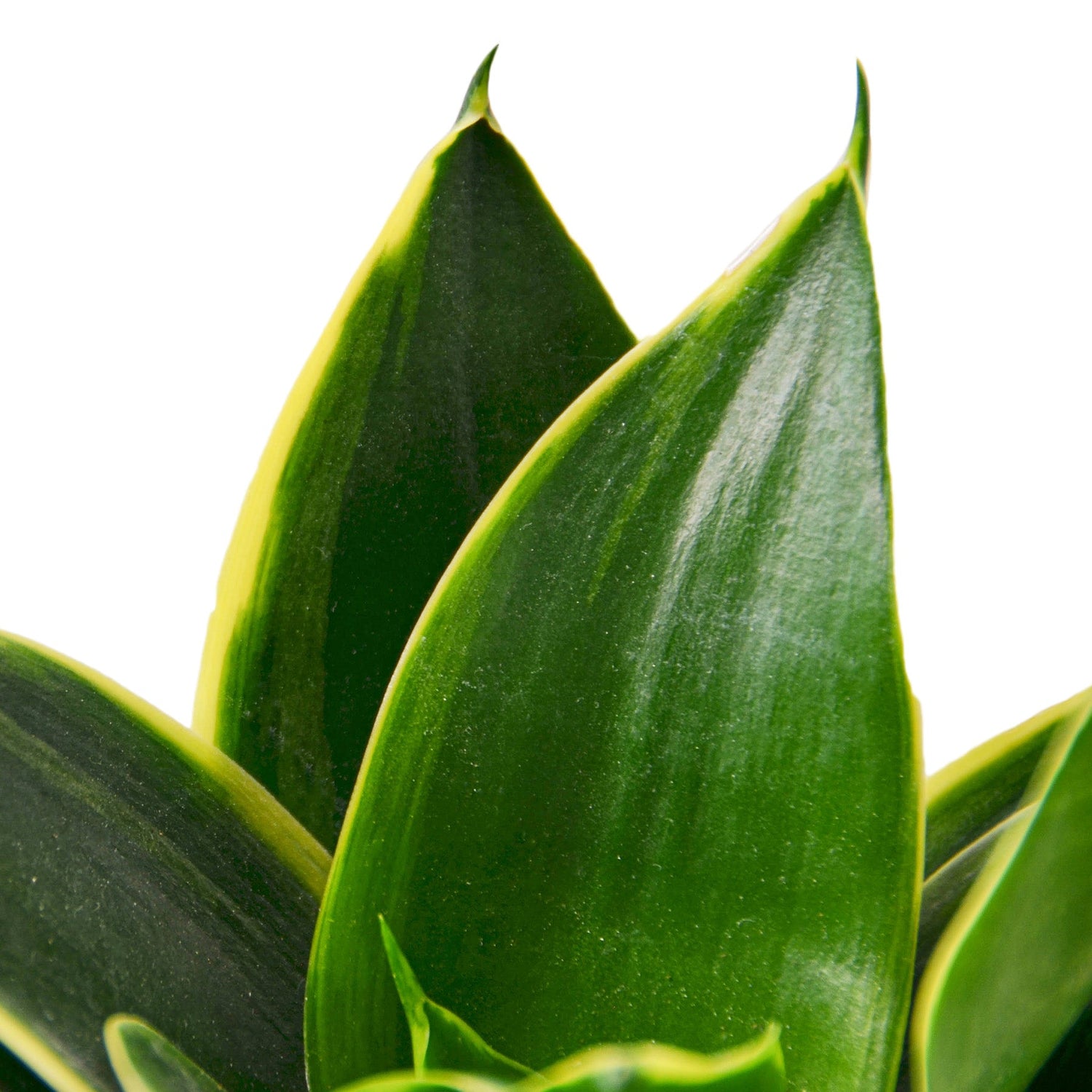 Snake Plant Emerald Star-1