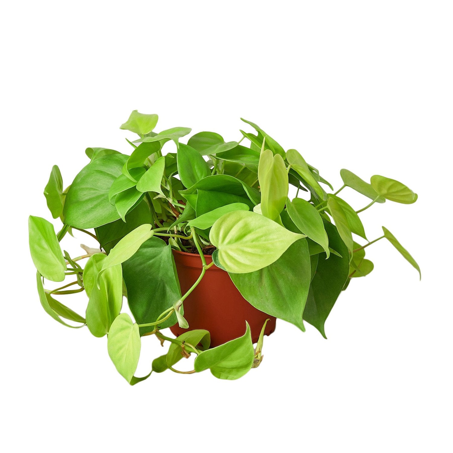 Philodendron 'Neon'-2