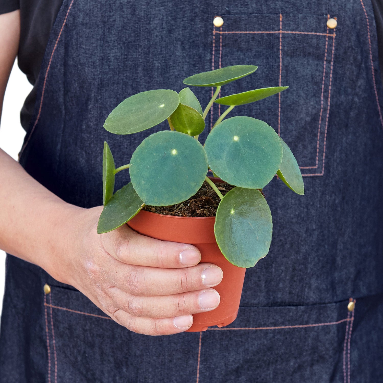 Pilea Peperomioides 'Chinese Money'-2