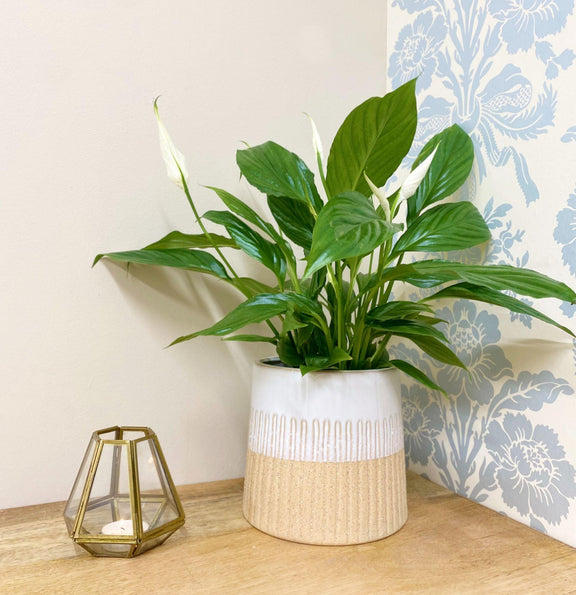 Two-tone Textured Ceramic Planter-2